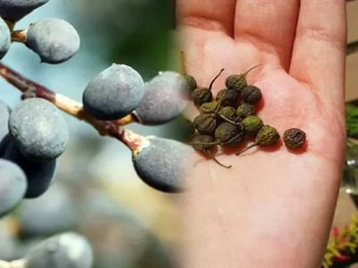 1 hafta da 4 kilo verdiren muhteşem çay! Acı çehre tohumu içerek zayıflamak mümkün! Acı çehre tohumu yararları ve yan etkileri