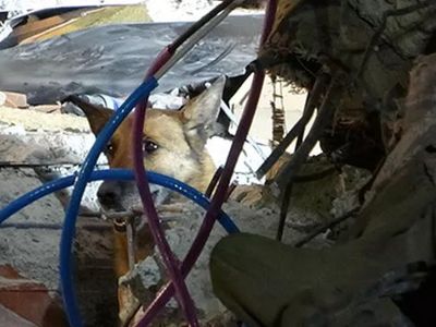 12 kişinin kurtarılmasını sağladı: Kurtarma ekiplerinin en büyük yardımcısı