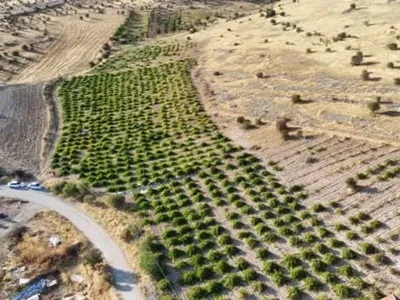 Malatya’nın yüksek aromalı üzümleri tarlada hasat ediliyor