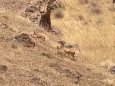 Malatya'da nesli tükenme tehlikesi altında olan yaban keçileri sürü halinde görüntülendi