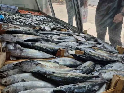Düzce'de balık sezonu hızlı başladı: Palamut ve hamsinin bolluğu yüzleri güldürüyor