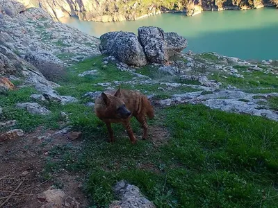 Çizgili sırtlanların doğal yaşamı için tehlike çanları: 5 milyon TL ceza uygulanacak