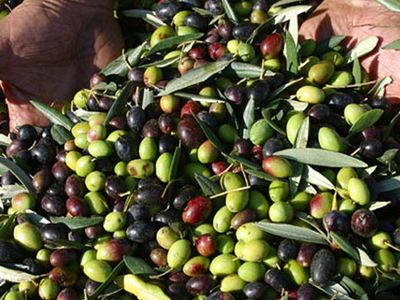 2021 Sezonunda Zeytin İhracatında Rekor Kırıldı, Tam 430 Bin Ton!