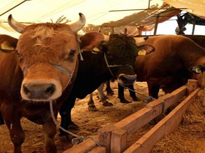 2022 Büyükbaş ve küçükbaş kurbanlık ne kadar? Bu sene Kurbanlık fiyatları cep yakıyor! Kurban bayramında da et yemek hayal olacak...