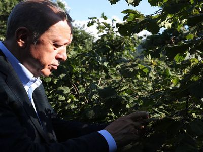 2022 fındık kg fiyatı ne kadar, kaç TL? Cumhurbaşkanı Erdoğan 2022 yılı fındık fiyatını açıkladı