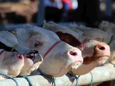 2022 Kurban Bayramı arefe günü ne zaman? Arefe günü hangi ibadetler yapılır? Kurban Bayramı okunacak dualar