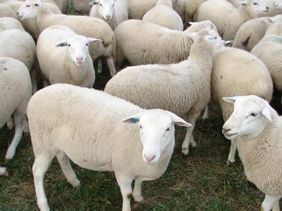 2022 Kurban Bayramı tatili kaç gün olacak, tatil süresi belli oldu mu? Kurban Bayramı ne zaman, hangi tarihte başlıyor?
