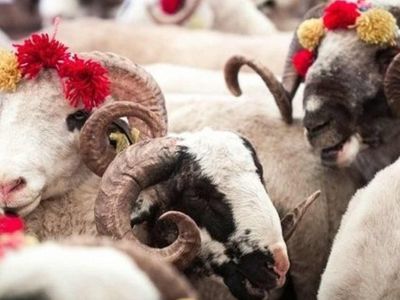 2022 yılında büyükbaş ve küçükbaş kurbanlık fiyatları ne kadar? Diyanet, İHH ve Kızılay kurbanlık bağış fiyatlarını açıkladı! İllere göre kurbanlık fiyatları belli oldu