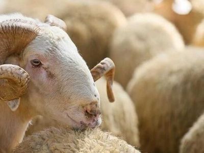 2022 yılında vekalet kurban kesim ücretleri ne kadar? Diyanet 2022 kurban bağış bedelini açıkladı! 2022 kurban bağış fiyatları