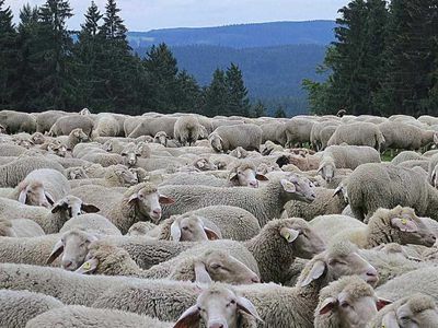 2022  Ziraat Bankası koyun kredisi şartları nelerdir? Ziraat Bankası koyun kredisi ne kadar veriyor? Kredi sağlanan koyun çeşitleri ve istenilen belgeler