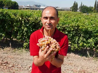Bronx Seedless üzüm çeşidi, çilek tadıyla dikkat çekiyor