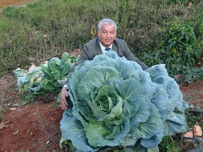 30 Kiloluk Dev Lahanalar Görenleri Şaşkına Çeviriyor!