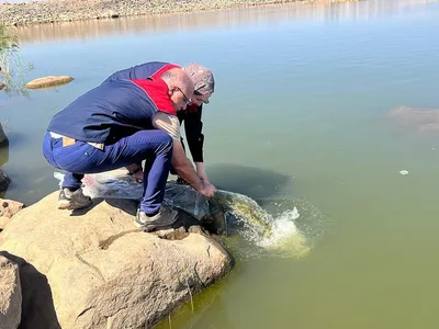 İdil’de sürdürülebilir balıkçılık için 100 bin yavru sazan göletle buluştu