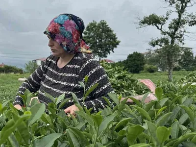 Çaykur'un 2. sürgün yaş çay kampanyası devam ediyor