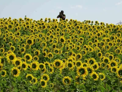 Kars’ta ayçiçekleri Eylül ayında sarıya bürüdü