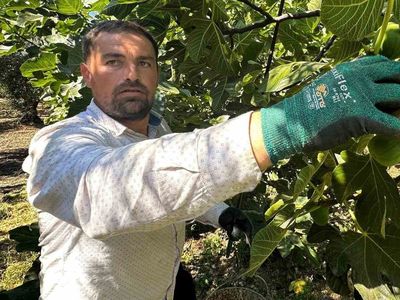 Bursa siyahı incirinde 2026 hasat sezonu başladı, fiyatlar endişelendiriyor