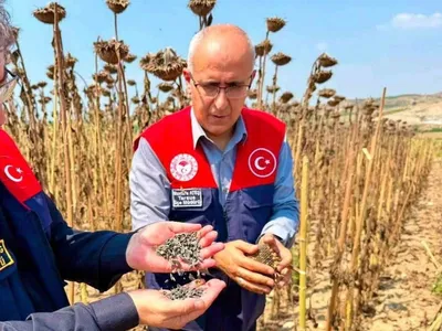 Tarsus'ta ayçiçeği rekoltesi bu yıl umut veriyor