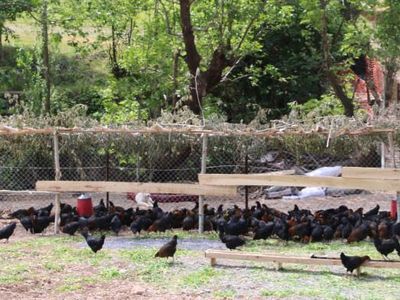 4 İşsiz Kardeş Devlet Desteği Sayesinde Çiftlik Kurdu