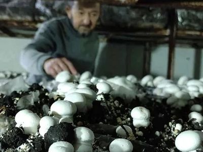 400 metrekarelik alanda 3 milyon kazanç elde ediyor