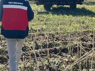 Simav'da ayçiçeği hasat kontrolü ile tarım süreci gözden geçirildi