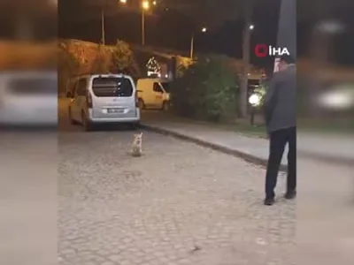 Palandöken'de doğaya duyarlılık: Otel müdürü tilkiyi besledi