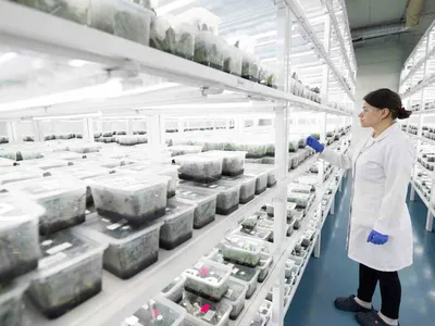 Hendek’te kadın istihdamıyla orkide üretimi dünya ile buluşuyor