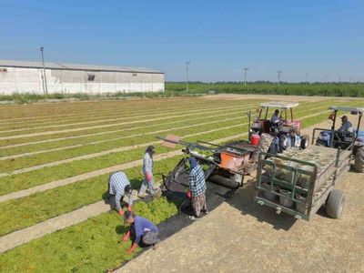 Manisa'da üzüm hasadı başladı ama üreticiler fire korkusu yaşıyor
