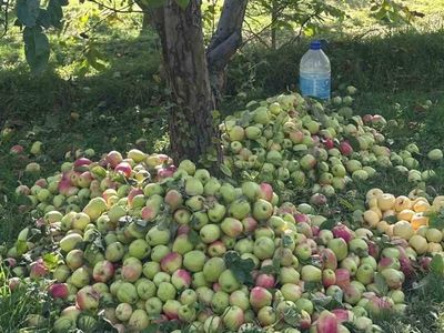 Gürün'ün ayvaniye elması hasadı sürüyor: Raf ömrüyle dikkat çekiyor
