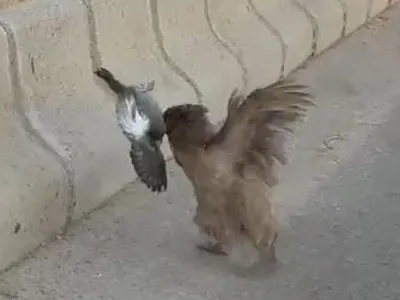 images