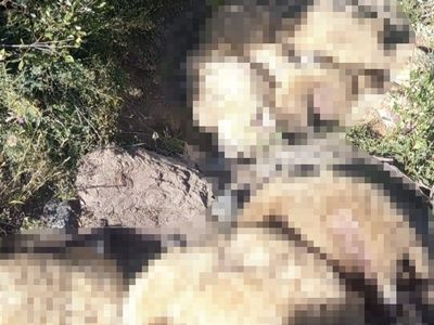 images
