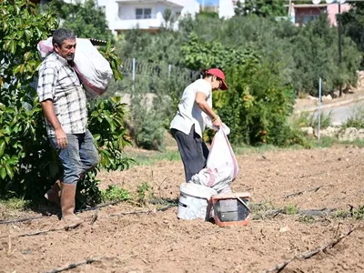 Mersin'de enginar üretimi için 10 bin yumru desteği sağlandı