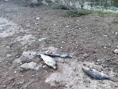 Çanakkale'de ayvacık barajında balık ölümleri şoku: incelemeler başlatıldı