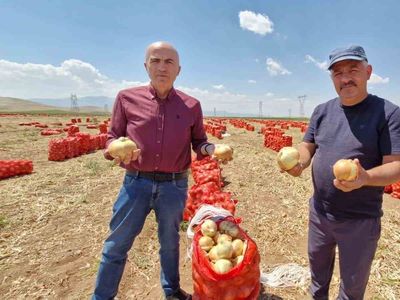 Karaman'da yazlık soğan hasadı üreticiyi sevindiriyor