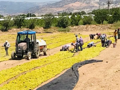 Üzüm üreticilerinin talepleri Cumhurbaşkanlığına iletildi