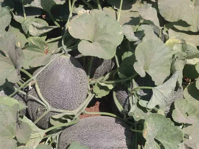 Şanlıurfa'nın ata tohumları yüzyıllık lezzetleri sofralara taşıyor