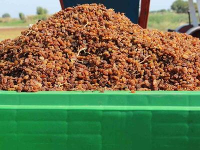 Organik üzüm üretiminde devrim: Hasat süreçleri box ile kolaylaşıyor