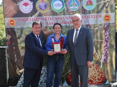 Akkuş şeker fasulyesi üretiminde büyük artış: Çiftçiler bereketi artırıyor