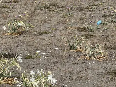 Kocaali sahillerinde kum zambakları tehlikede: Çöpler arasında kayboluyor