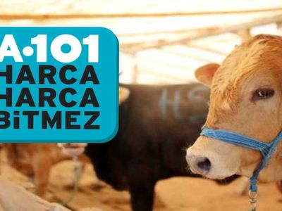 A101 Büyükbaş ve küçükbaş kurbanlık ne kadar? A101'de taksitle kurbanlık satılıyor mu?