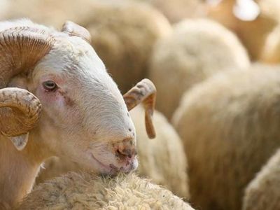 A101, Carrefoursa ve Migros kurbanlık fiyatları nedir? 2022 kurbanların market fiyatları ne kadar? 19 Haziran güncel kurbanlık güncel fiyatları