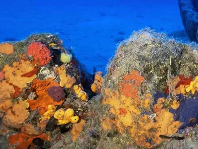 Türkiye deniz milli parkları ile ekosistem korumasında yeni bir dönem başlatıyor