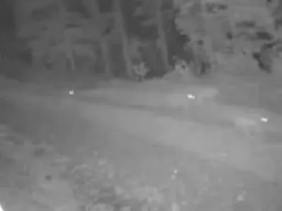 images