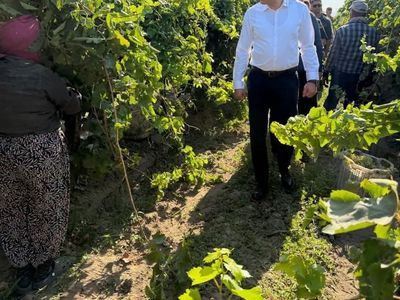 Saruhanlı kaymakamı üzüm hasadına destek vererek üreticilere moral oldu
