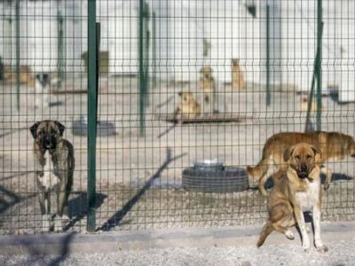 ABB barınağında vahşet iddiası! Poşete konulan köpek can havliyle kurtulmaya çalıştı