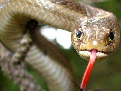 ABD'de bir adam elini yastığın altına attığında 7 metrelik bir yılanla karşılaştı