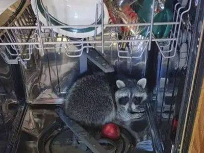 ABD'de Bir Rakun Girdiği Evde Bulaşık Makinesinde Uyuyakaldı