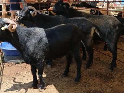 Adana kurbanlık fiyatları ne kadar? 2022 Adana büyükbaş, küçükbaş kurbanlık hisse fiyatları