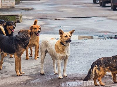 Adana’da 3 Yıl Önce Almila’ya Saldıran Köpek Davasında Flaş Karar: Ceza Sahibe Değil Bakana Verildi!