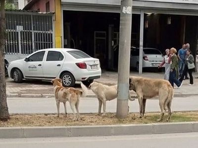 Adana'da korkunç köpek saldırısı! Yetersiz önlemler bir can daha aldı