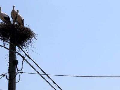Adana’da Telefon Direklerinden Leyleklere Yuva Yapıldı